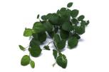 Kegunaan Daun Bidara dalam Kehidupan Sehari-hari